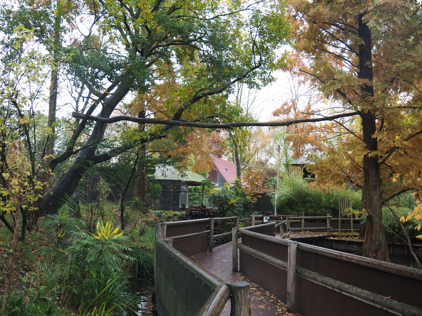 Red panda and Michie's tufted deer exhibit (Nov 10th, 2018)