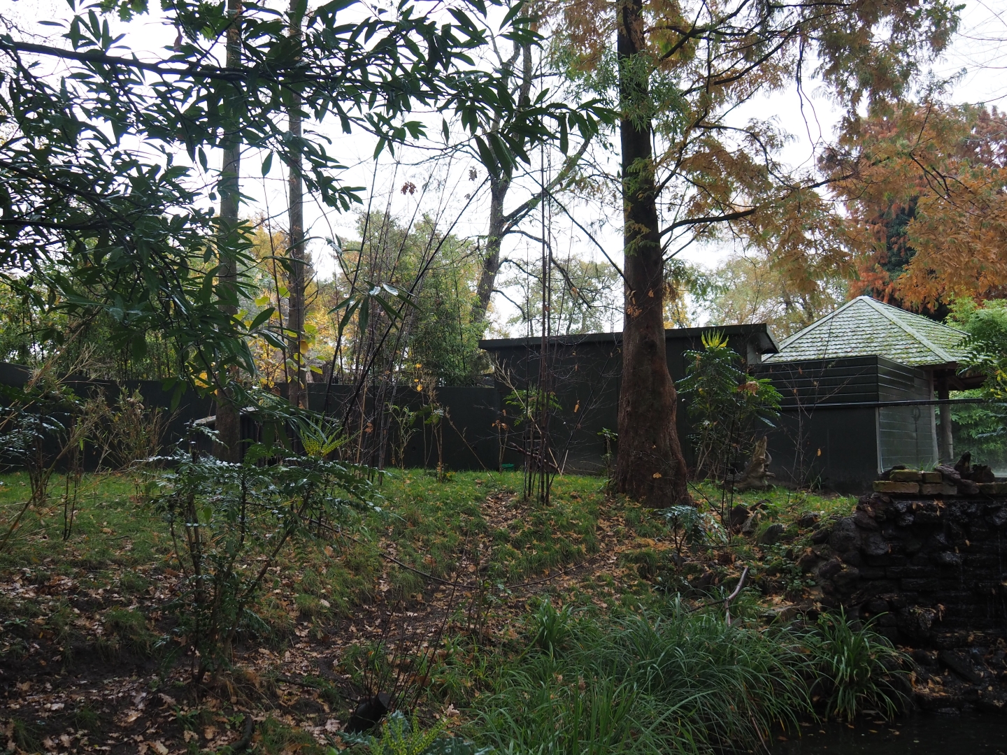 Red panda and Michie's tufted deer exhibit (Nov 10th, 2018)