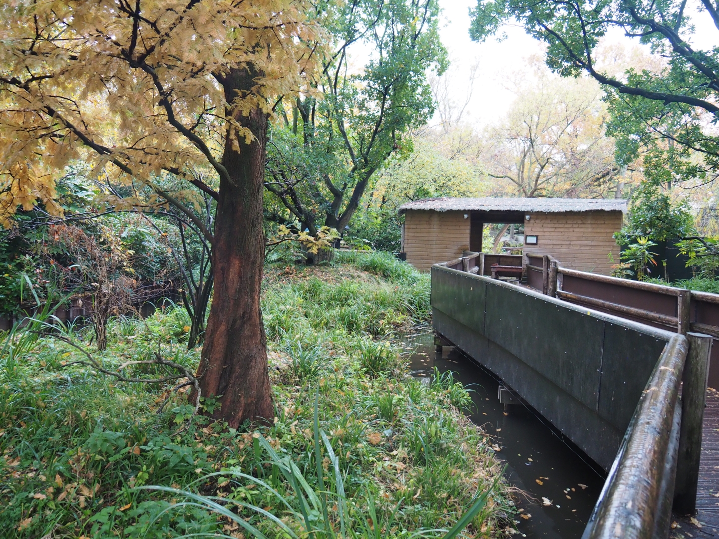 Red panda and Michie's tufted deer exhibit (Nov 10th, 2018)