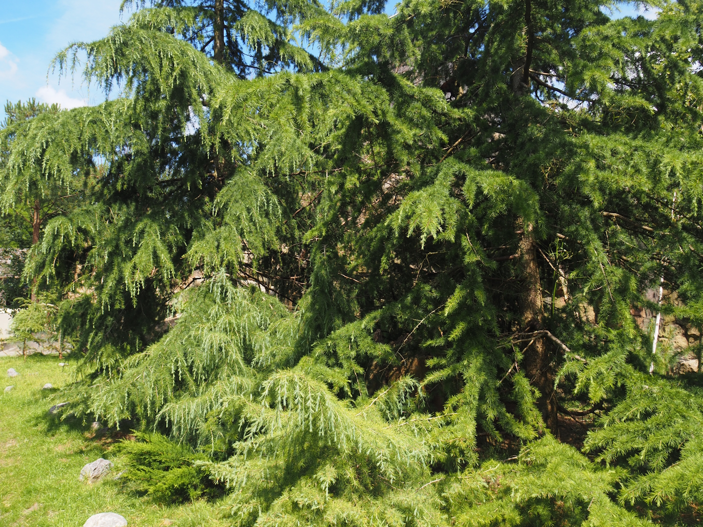 Red panda and Michie's tufted deer exhibit (Renovated historical mountain animal rock), 2024-06-30