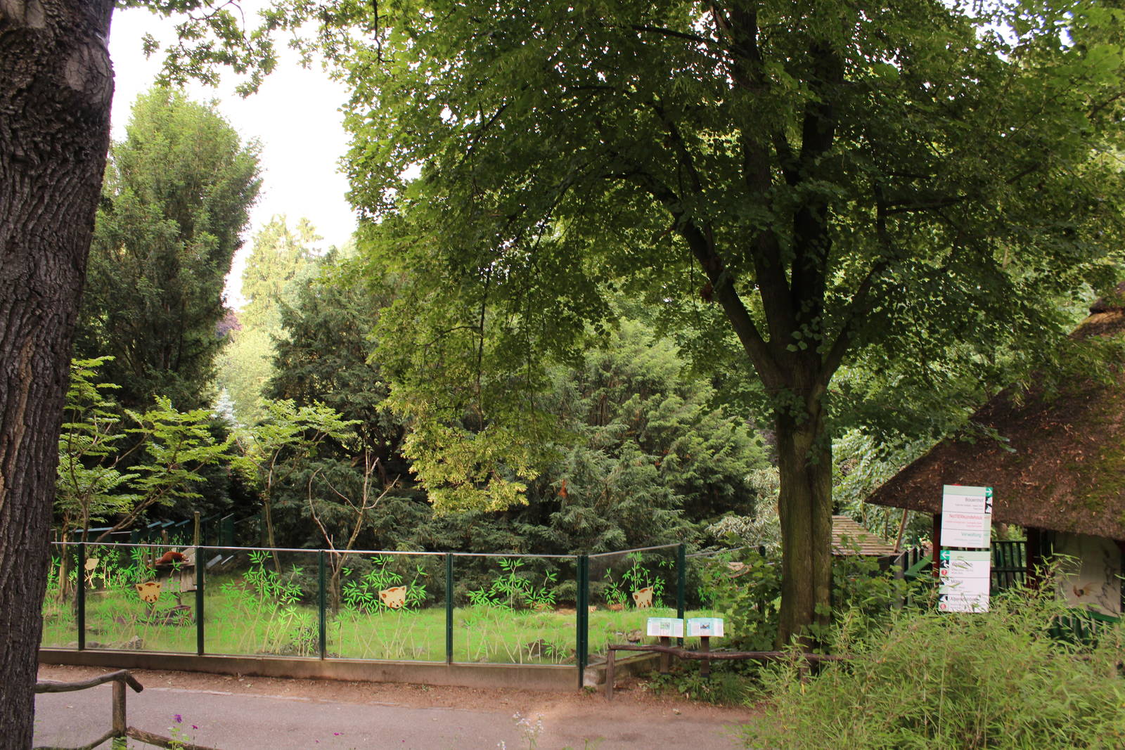 Red panda and muntjac enclosure, July 2013