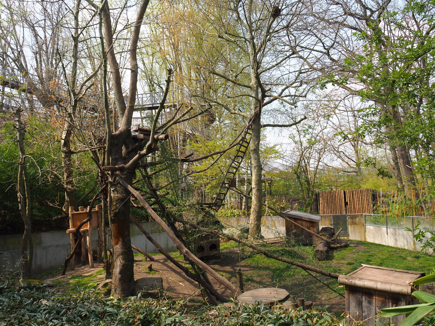 Red panda and Reeves' muntjac exhibit, 2021-04-20