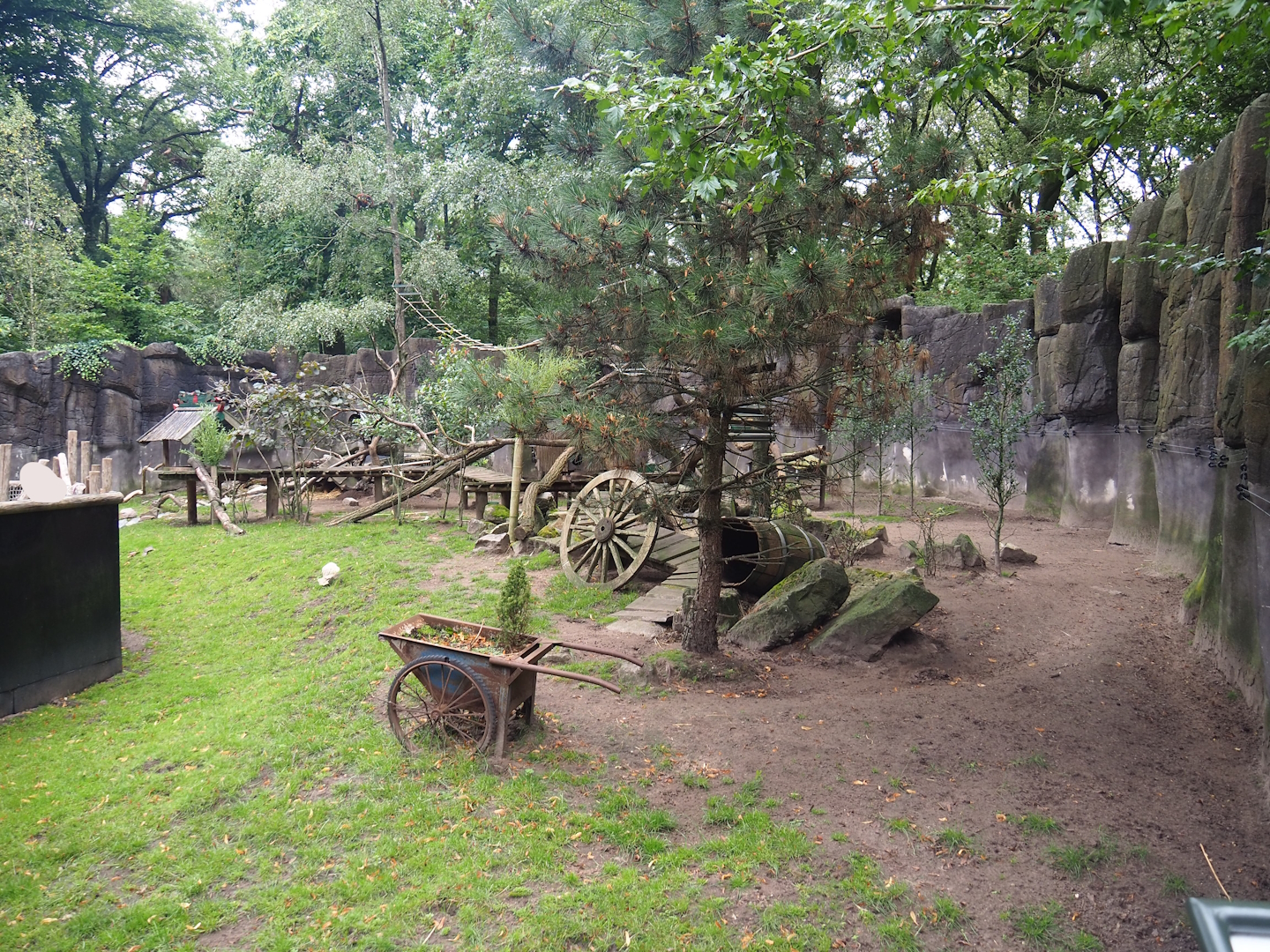 Red panda and Reeves' muntjac exhibit, 2023-08-17