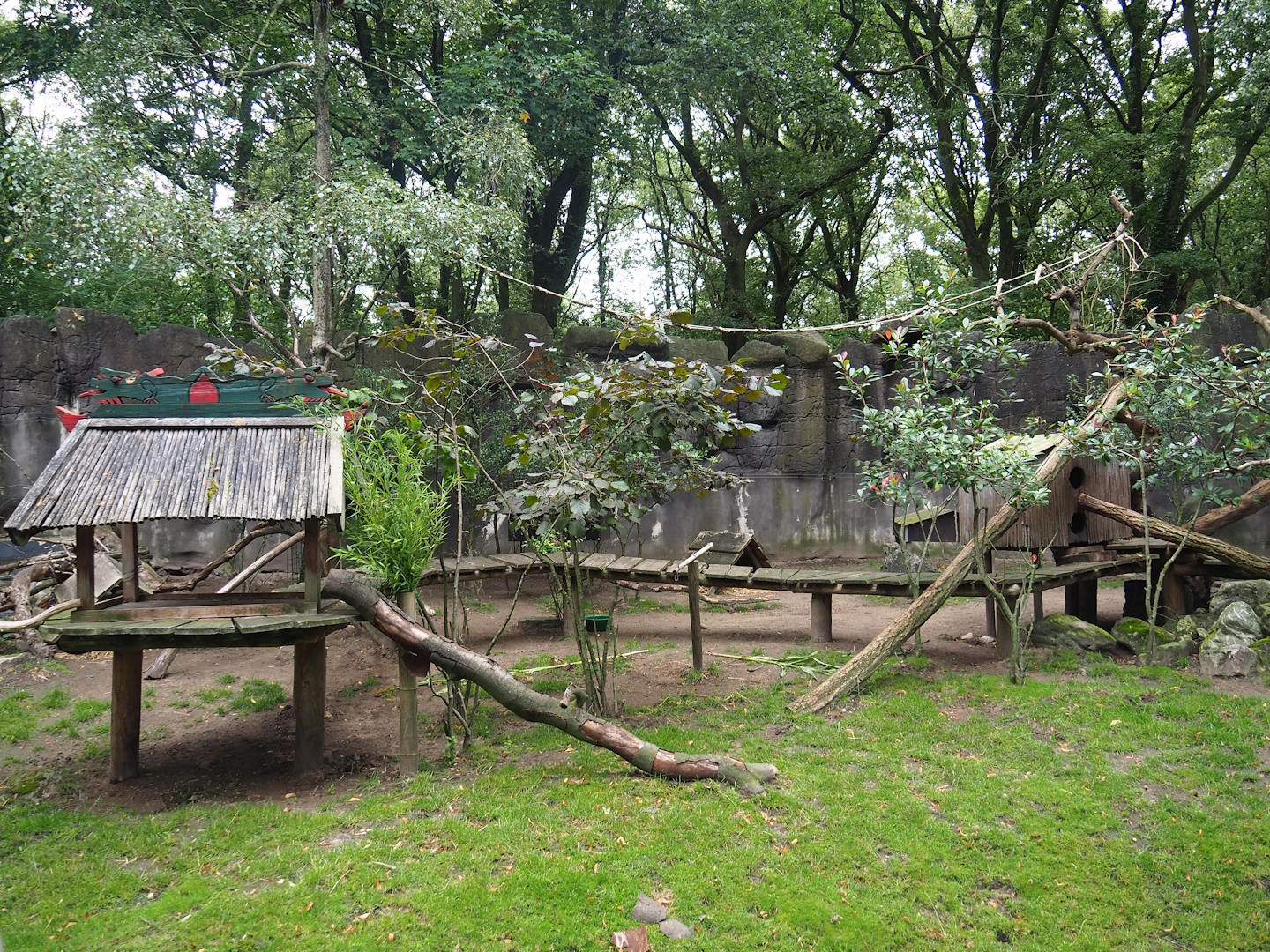 Red panda and Reeves' muntjac exhibit, 2023-08-17