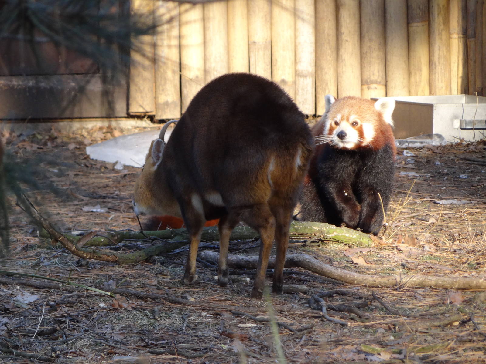 Red panda and Reeves' muntjak