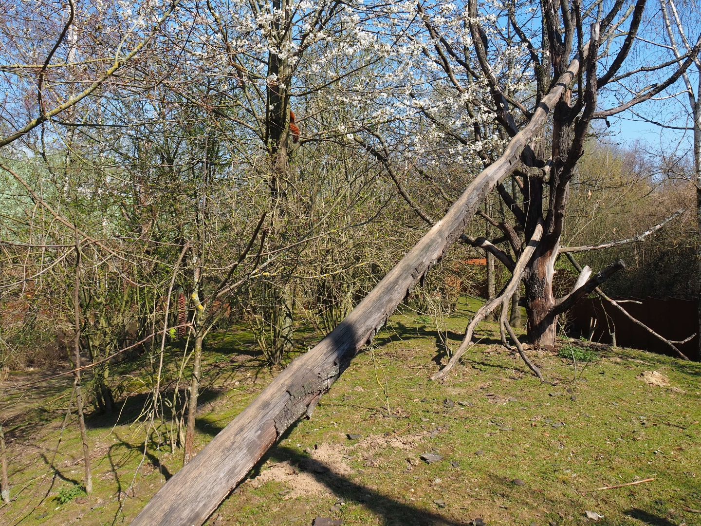 Red panda and Reeves's muntjac exhibit, 2019-03-30