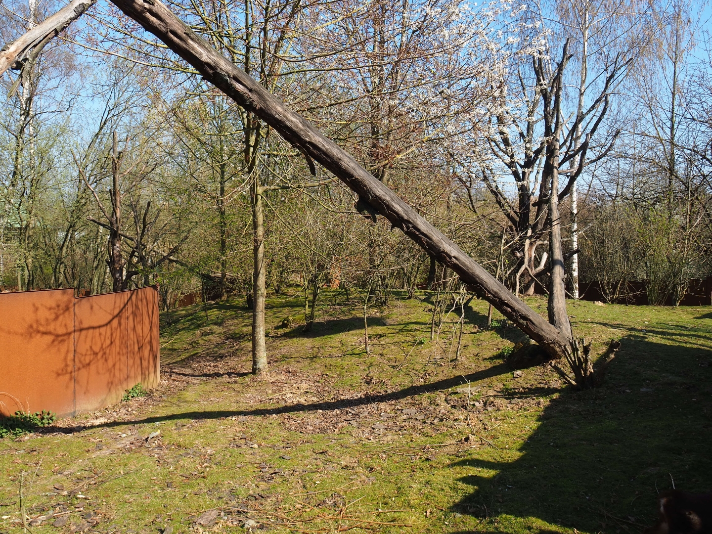Red panda and Reeves's muntjac exhibit, 2019-03-30