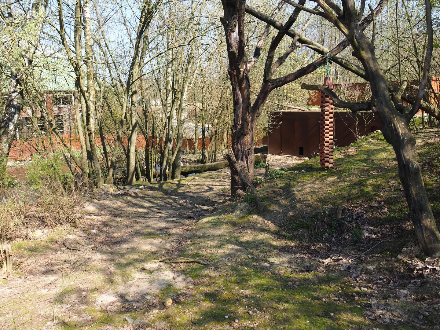 Red panda and Reeves's muntjac exhibit, 2019-03-30