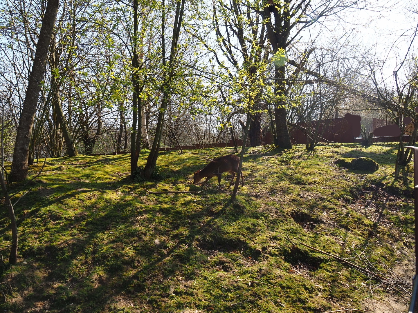 Red panda and Reeves's muntjac exhibit, 2019-03-30
