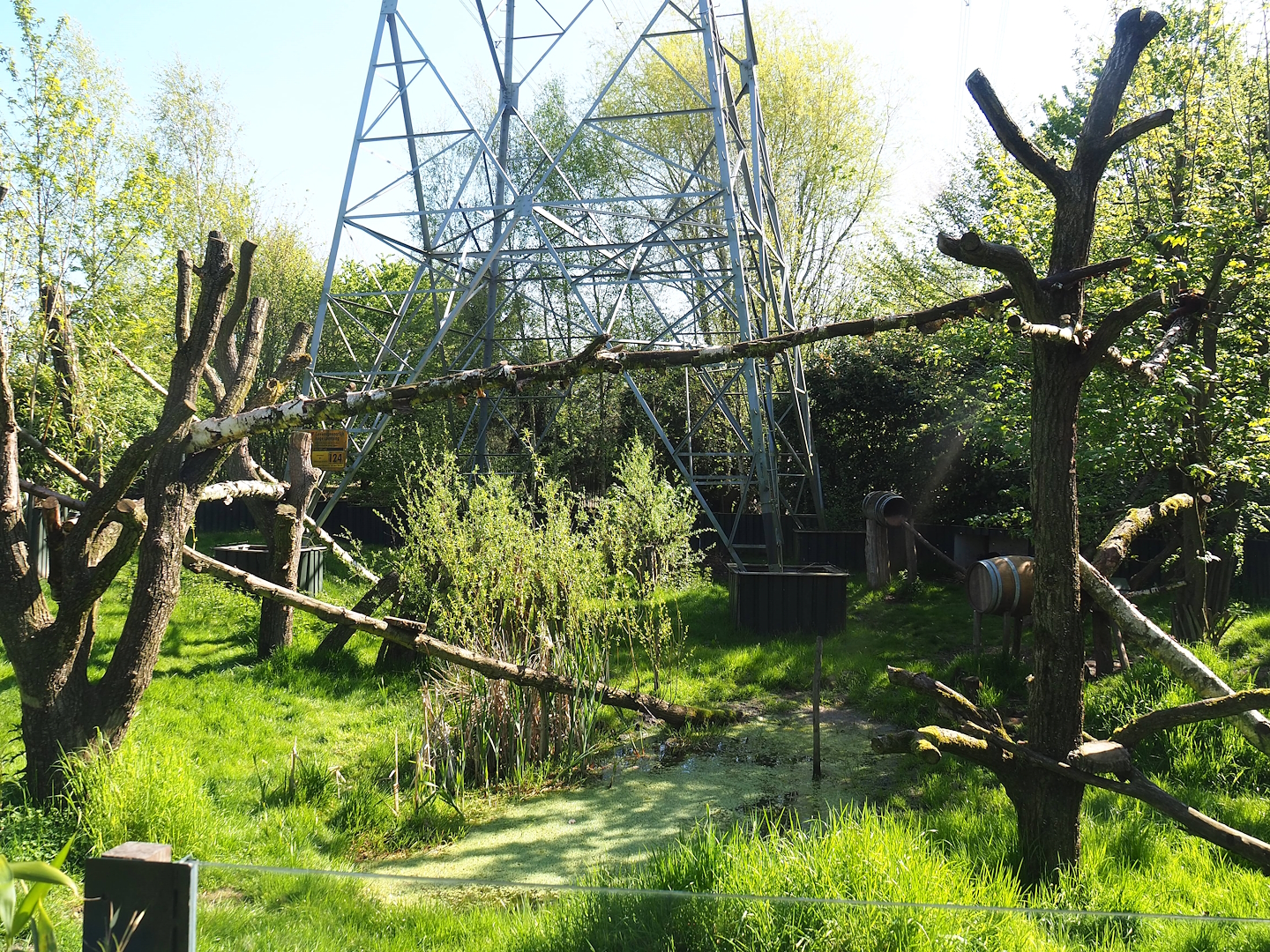Red panda and Reeves's muntjac exhibit, 2023-04-30