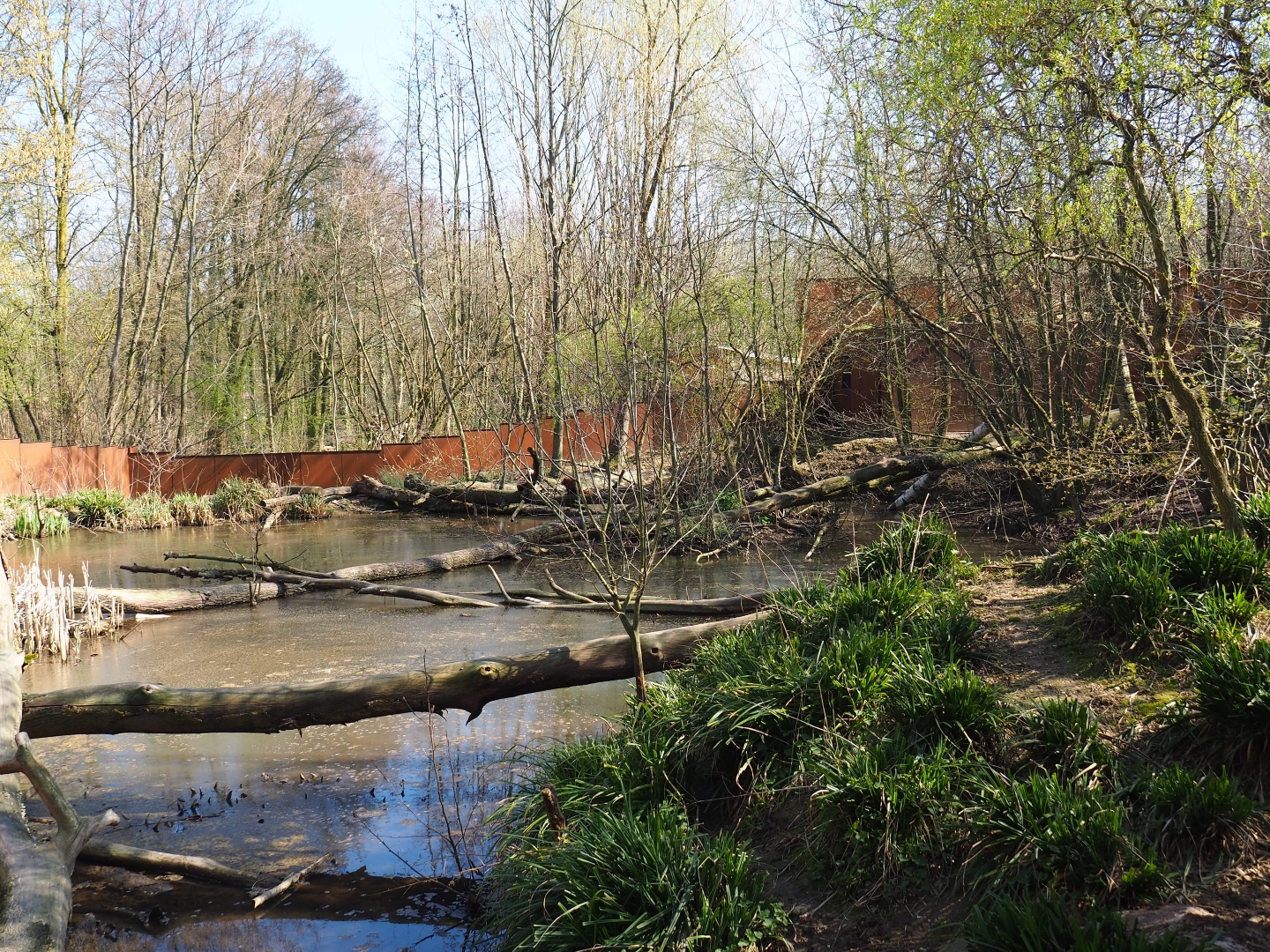 Red panda and Reeves's muntjac exhibit - Pool area, 2019-03-30