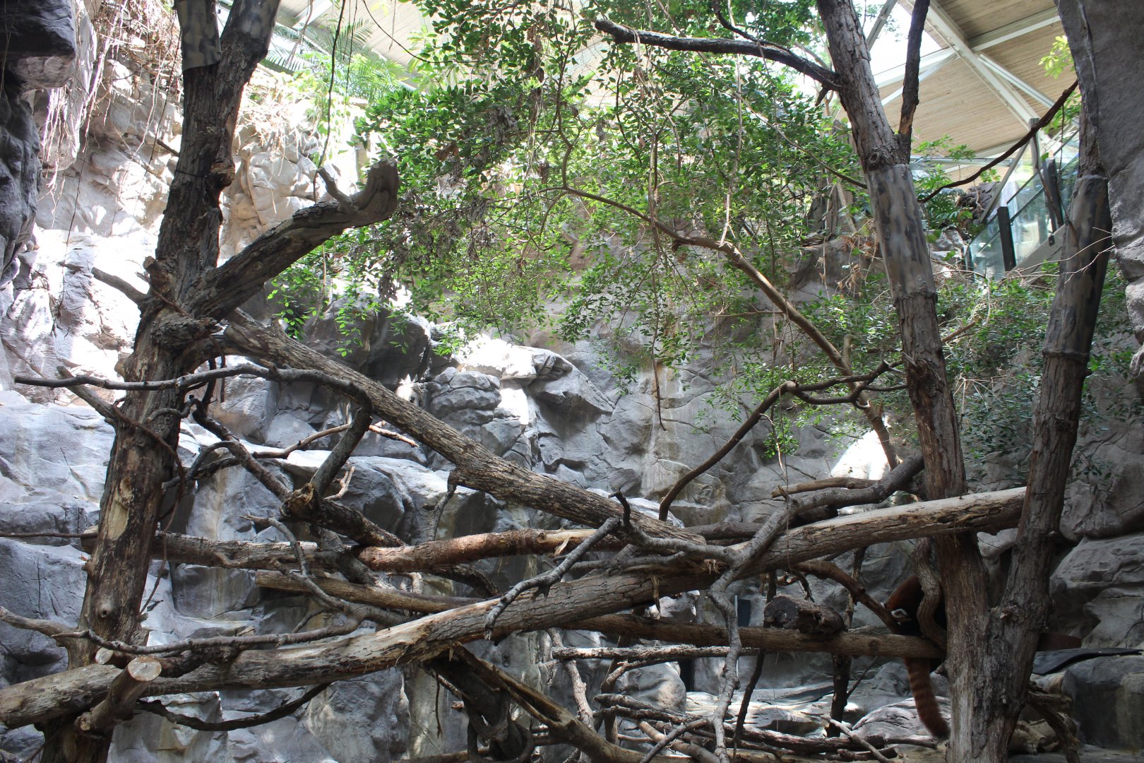 Red Panda and Transcaspian Urial - Tropics Trail