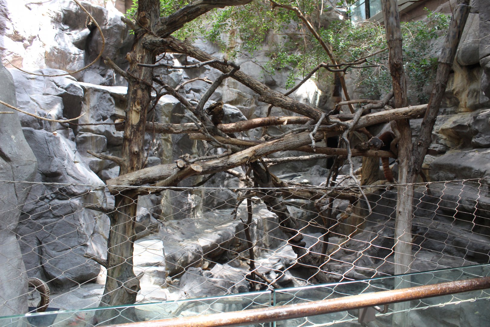 Red Panda and Transcaspian Urial - Tropics Trail