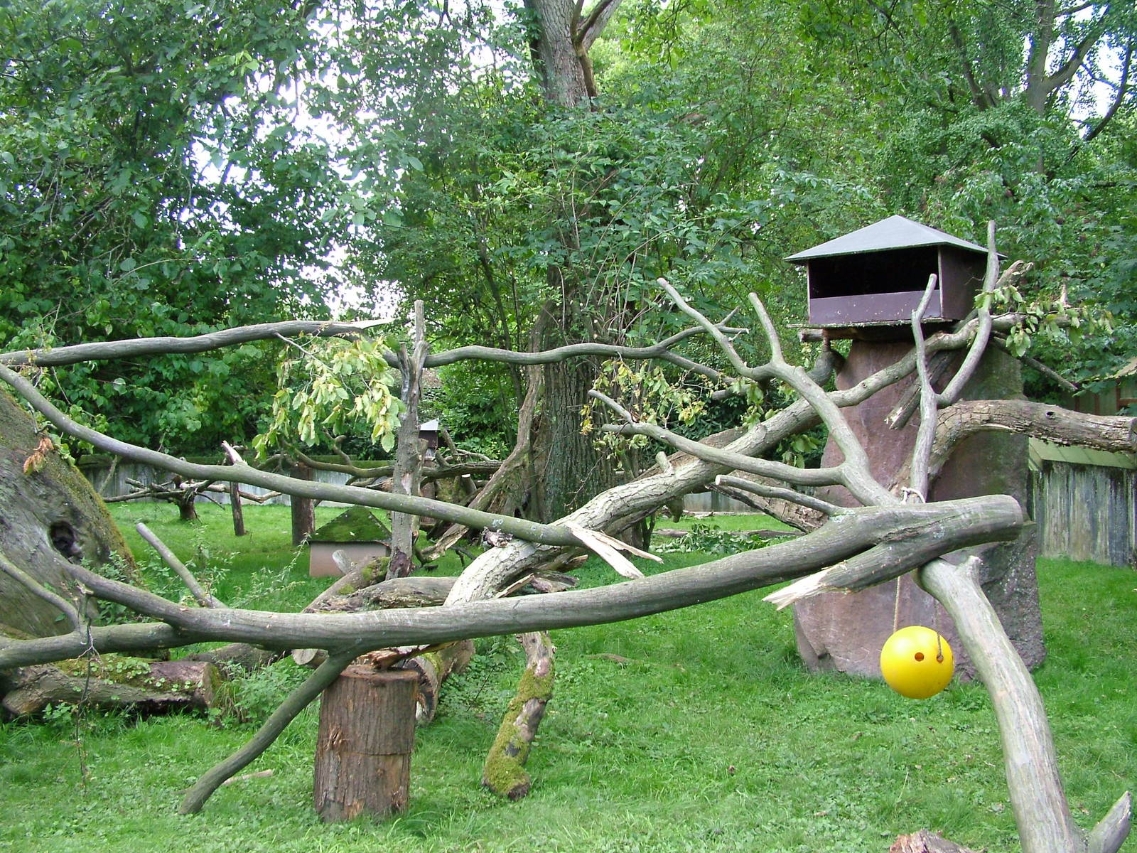 Red Panda and Tufted Deer Exhibit at Heidelberg, 05/09/10
