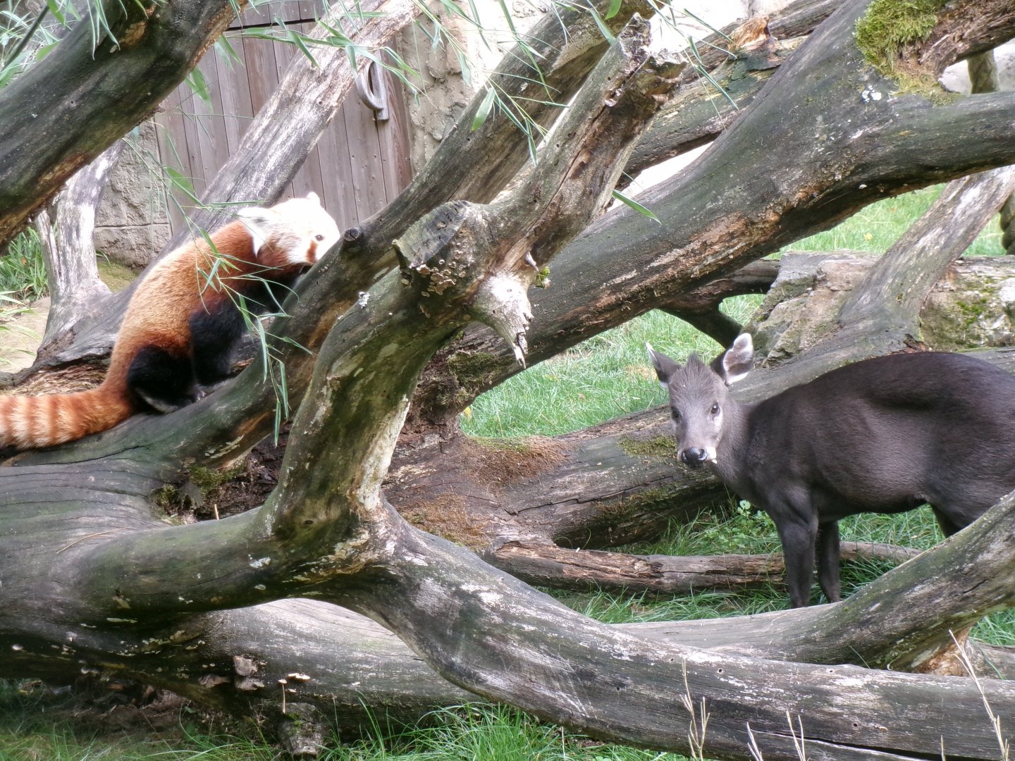 Red panda and tufted deer