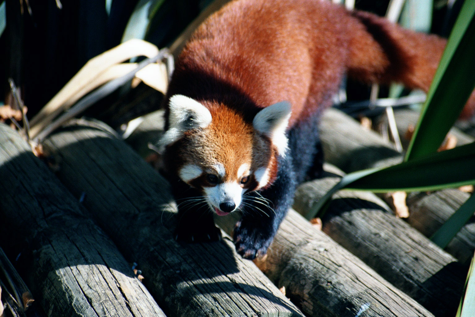 Red Panda - Apr 2002