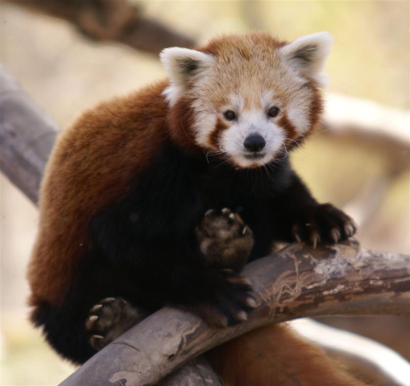 Red Panda - April 09