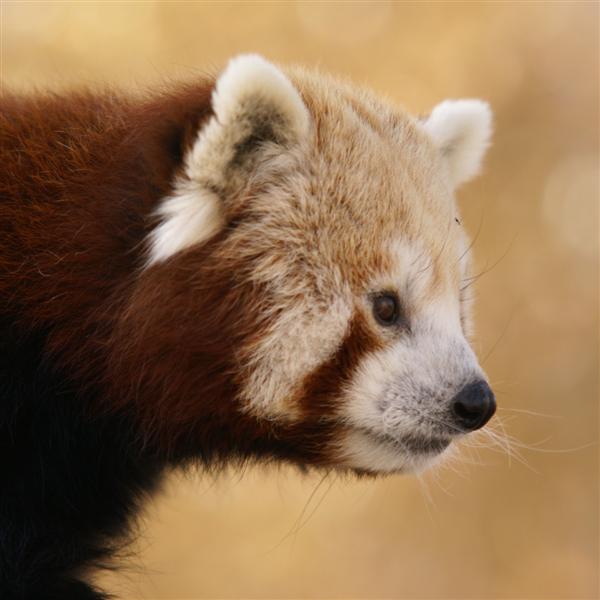 Red Panda - April 09