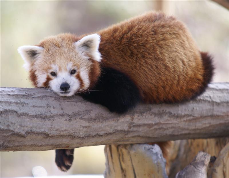 Red Panda - April 09