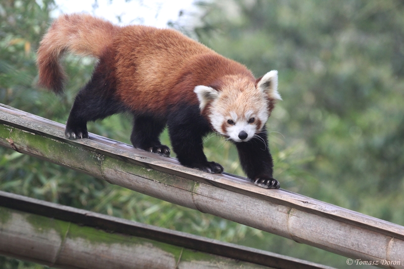Red Panda, April 2015