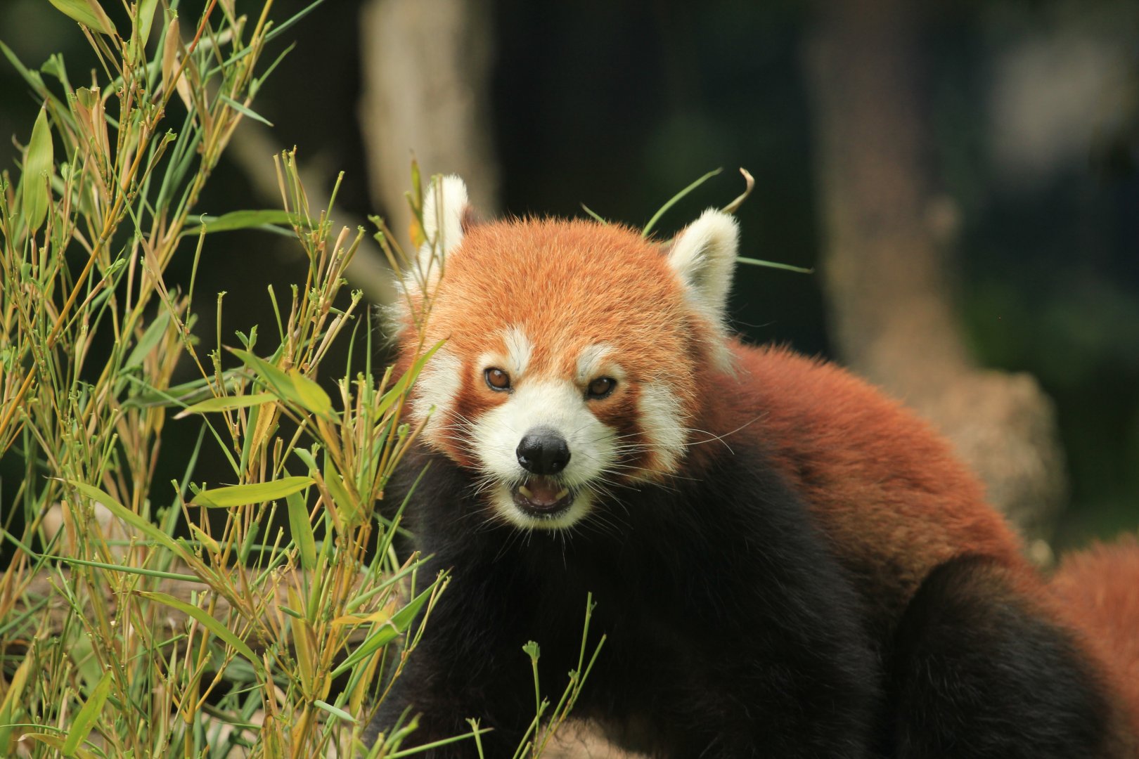 Red Panda (April 2018)