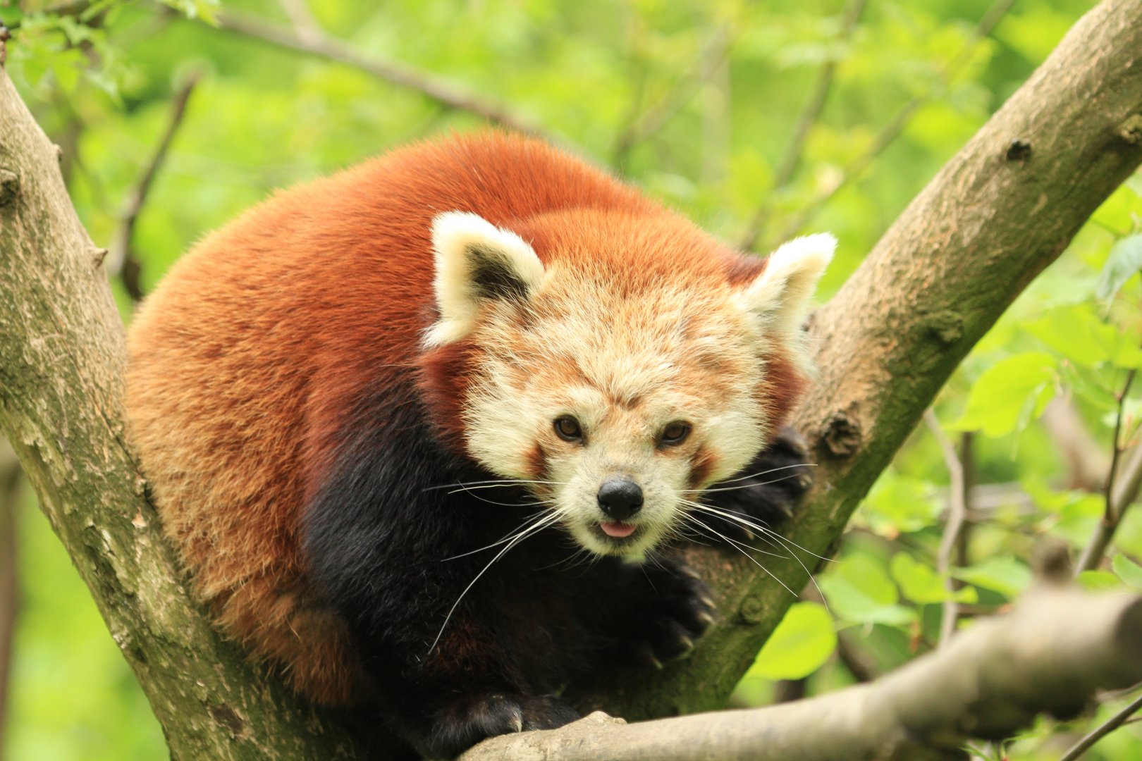Red Panda (April 2018)