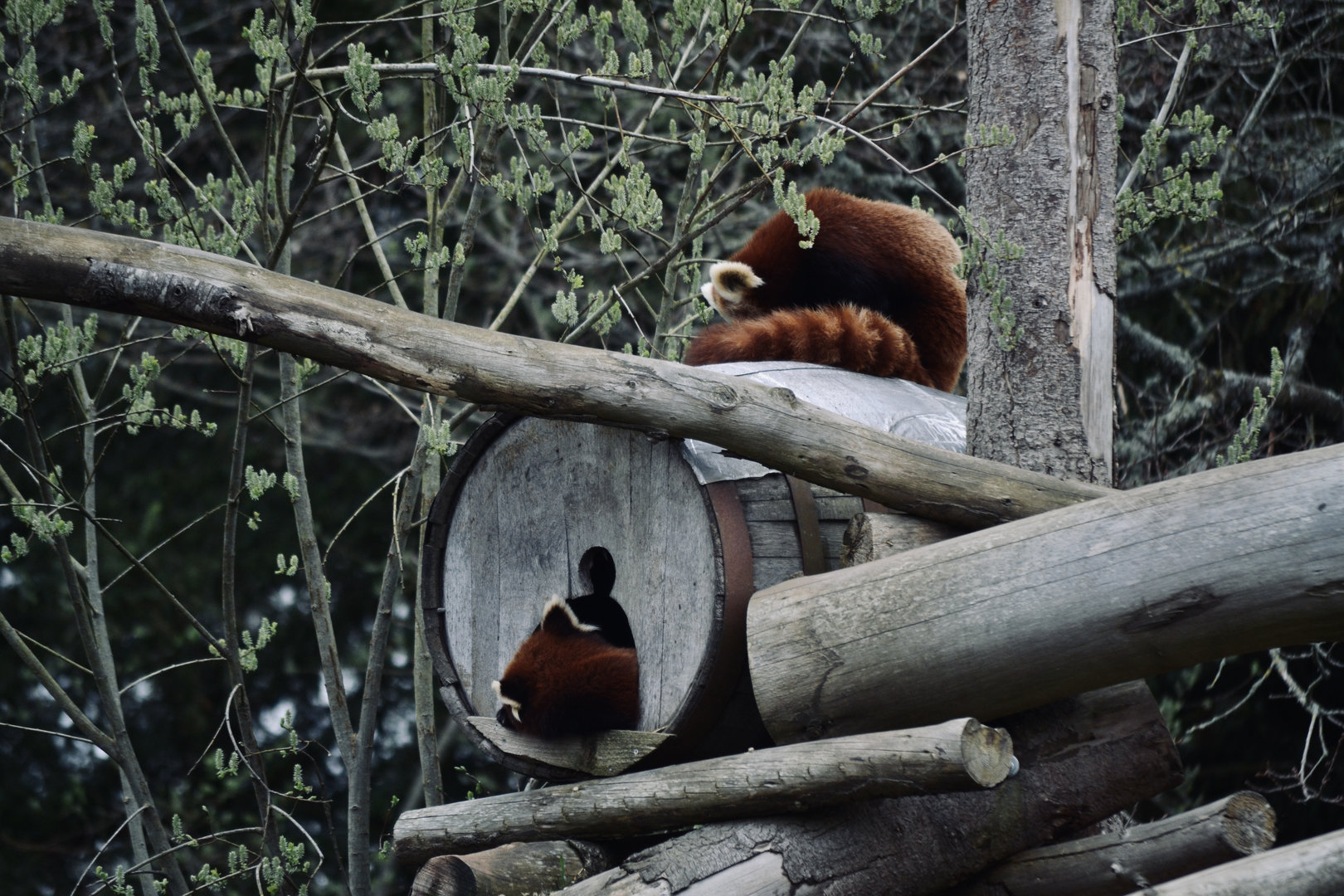 Red Panda - April 2023