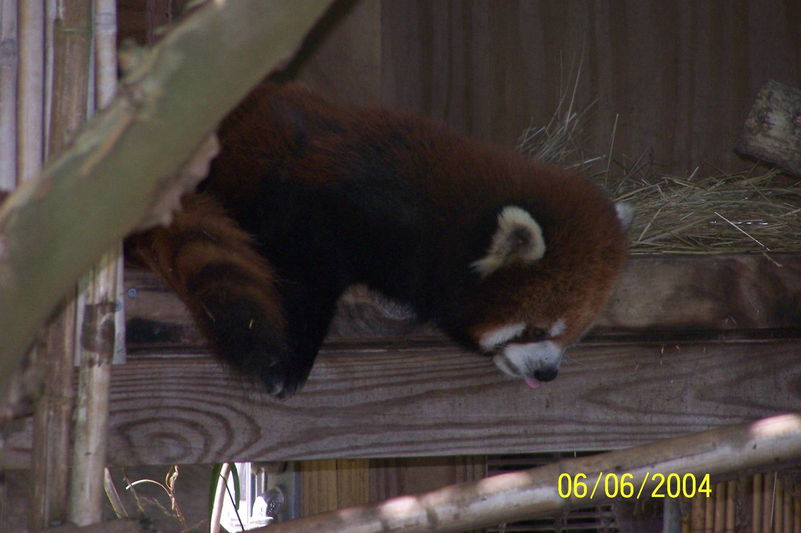 Red Panda ~ Asia Quest