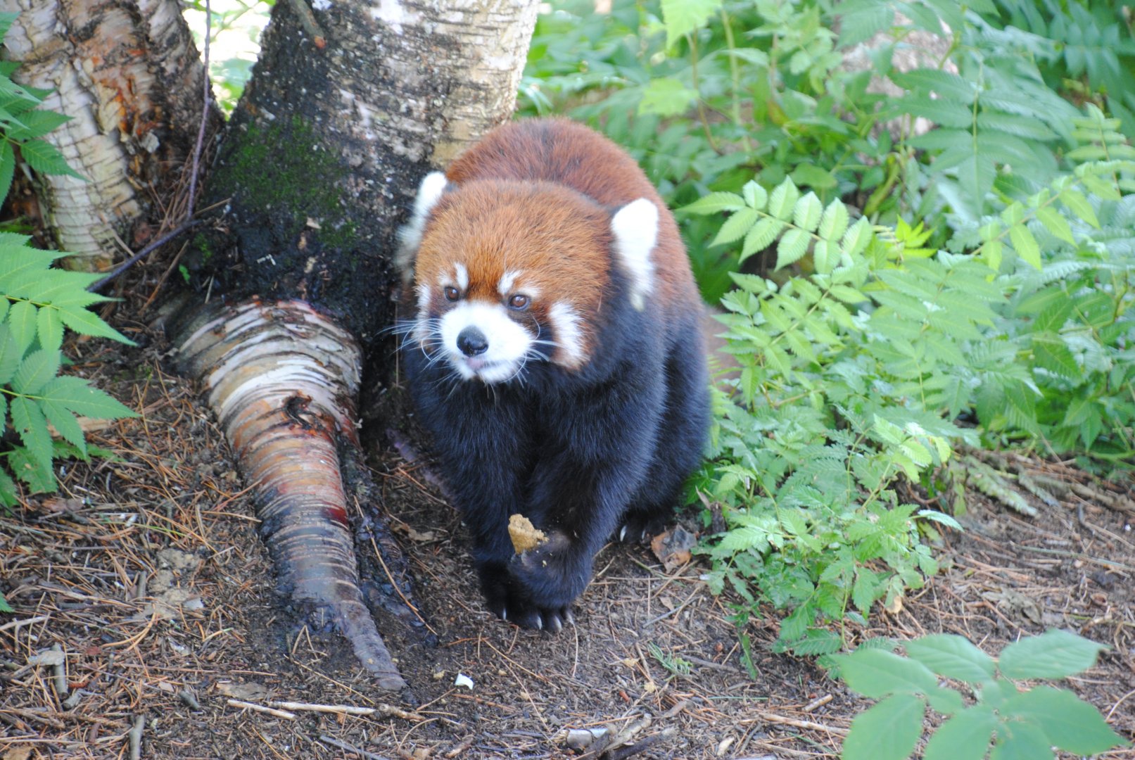 Red Panda (Asia section)