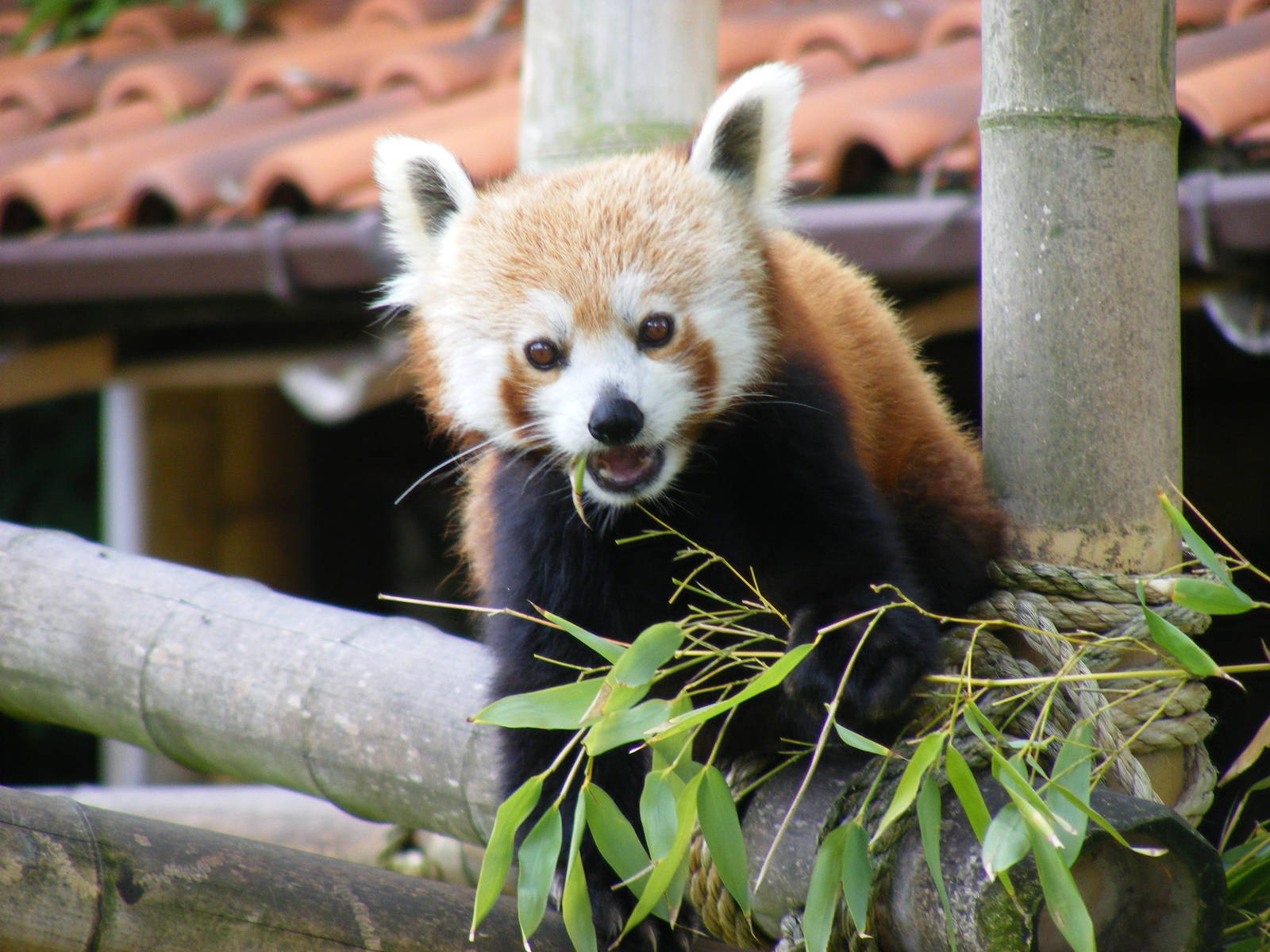 Red panda at Blackpool Zoo, 13 June 2011