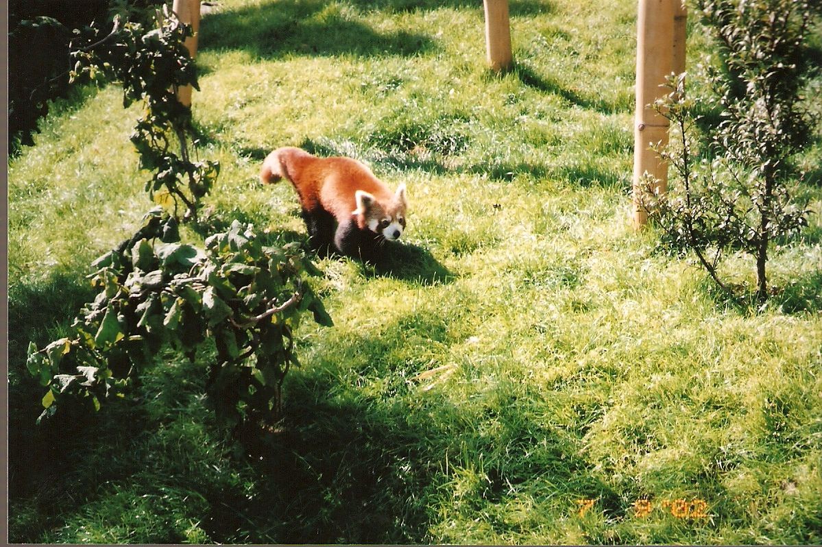Red Panda at Blackpool Zoo, 9 July 2002