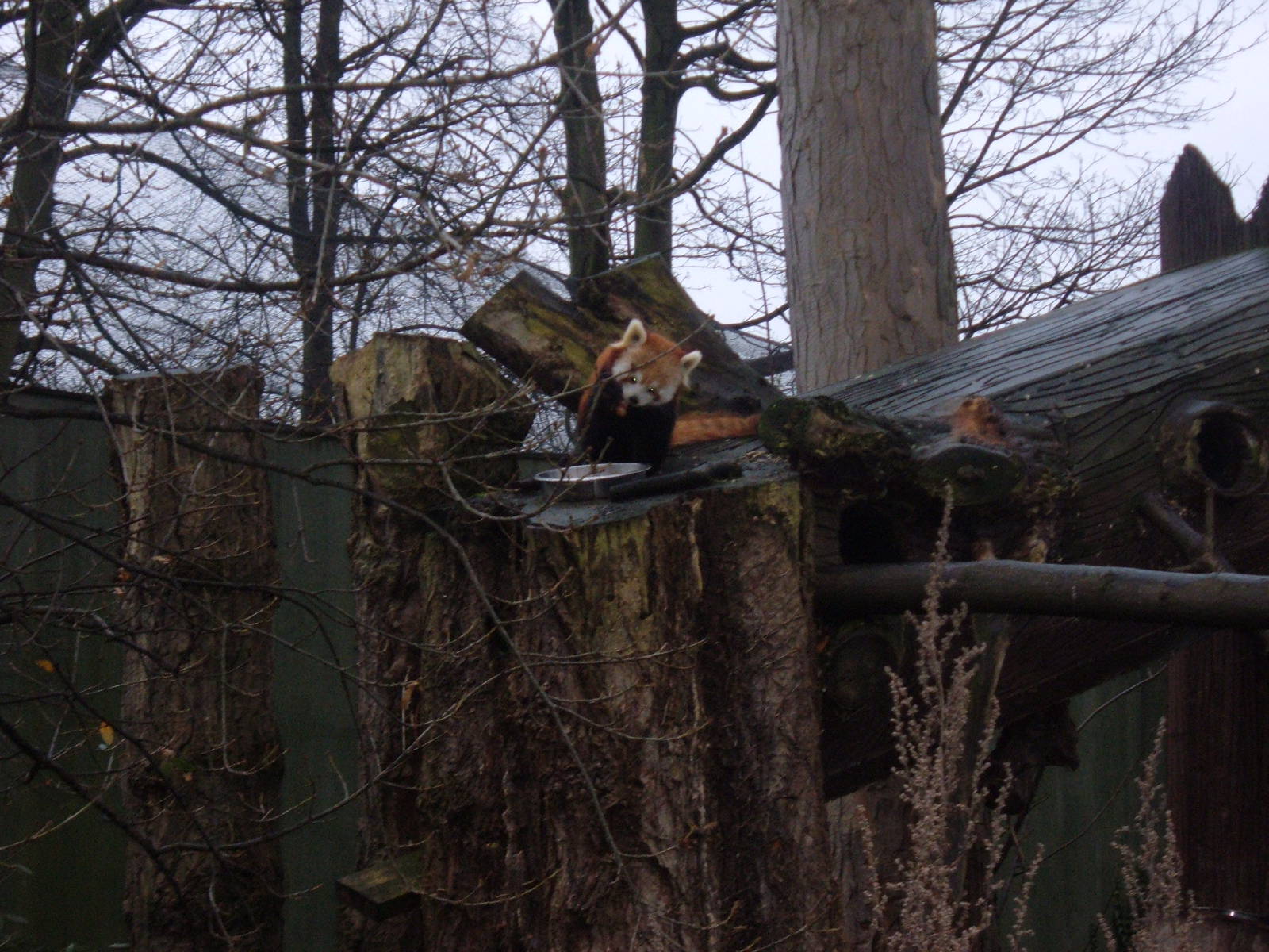 Red Panda at Chester Zoo