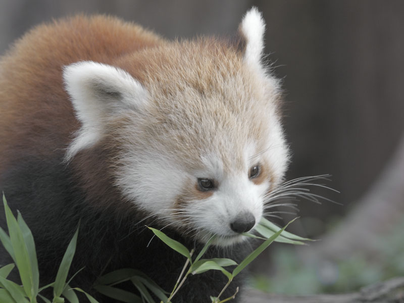 Red panda at Chester