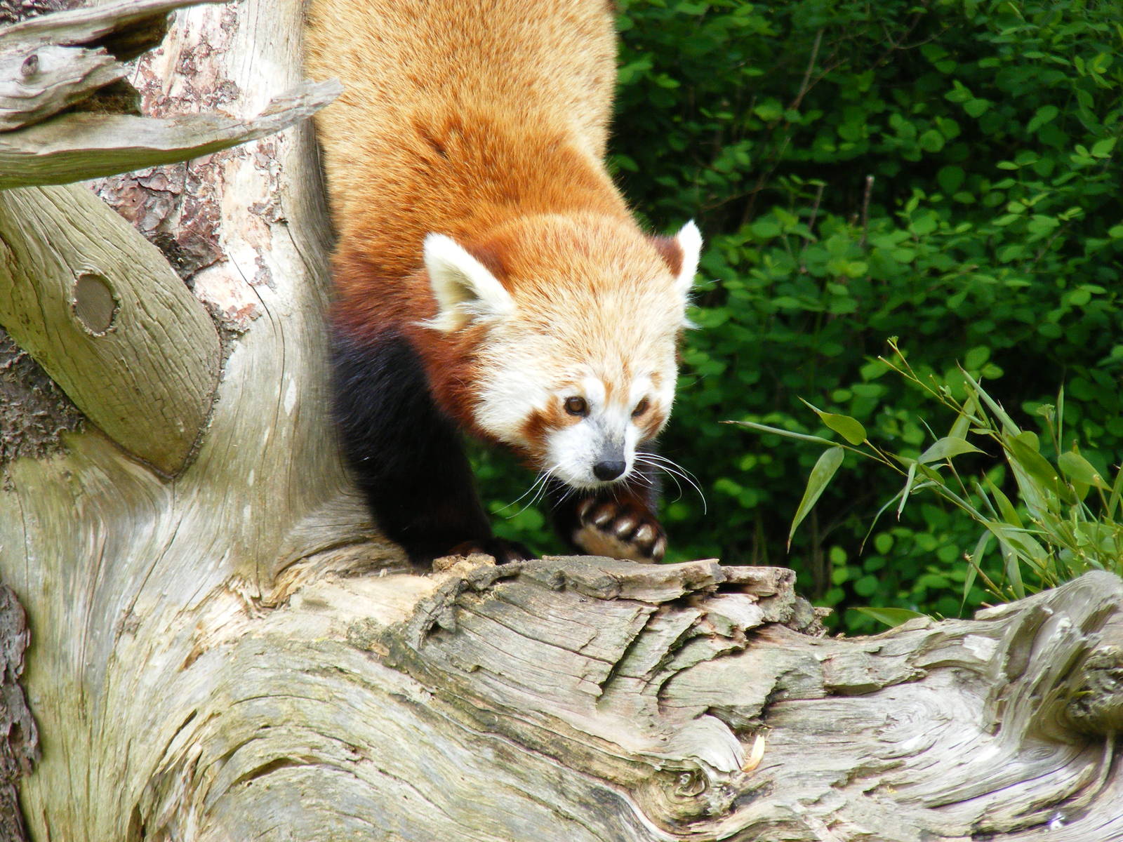 Red panda at Cotswold Wildlife Park, 3 May 2010