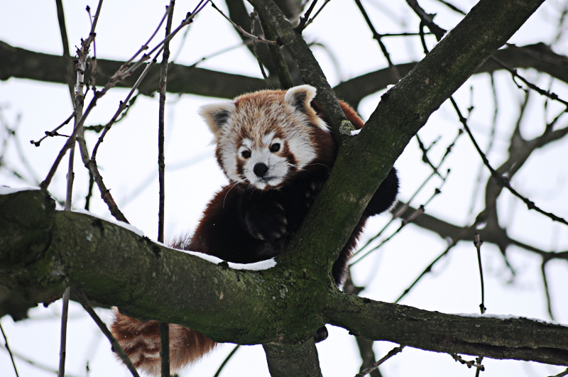 Red panda at Dortmund