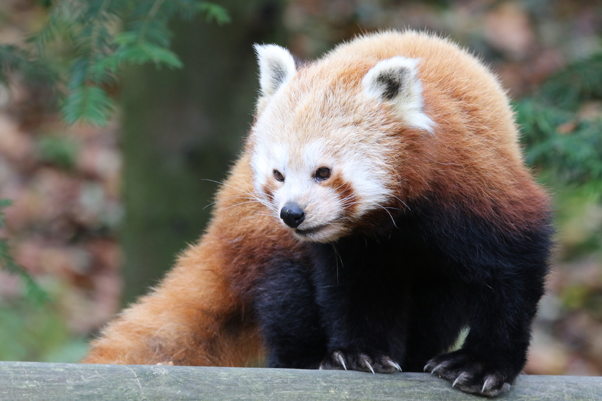 Red Panda at Dudley 28th Oct 2020