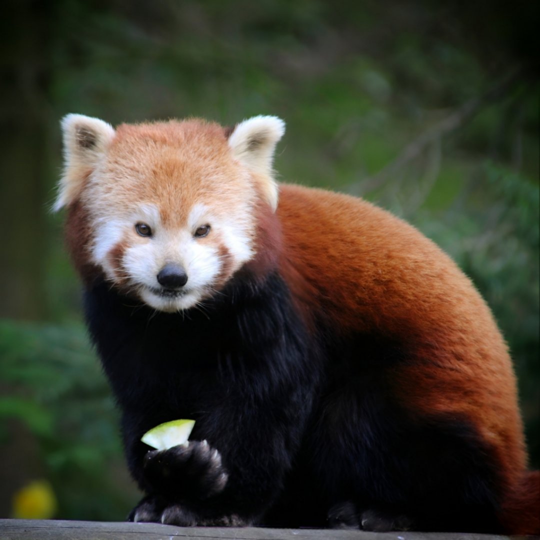 Red Panda at Dudley Zoo
