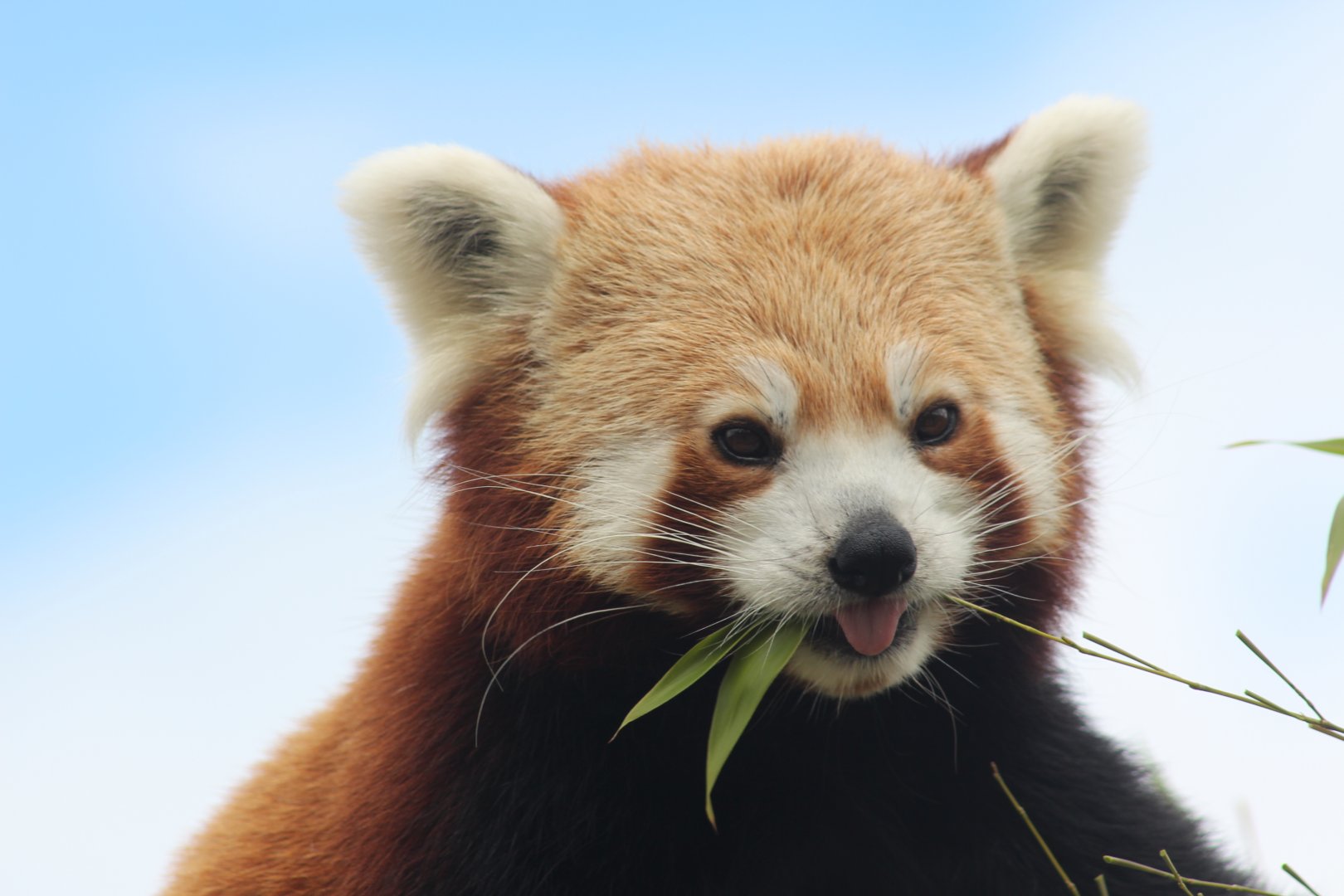 Red panda at Folly Farm