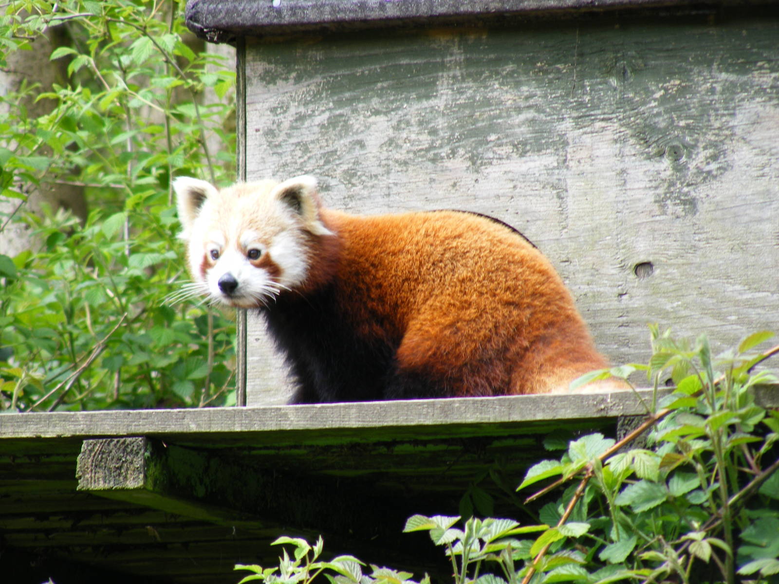 Red panda at Galloway Wildlife Conservation Park, 16 May 2010