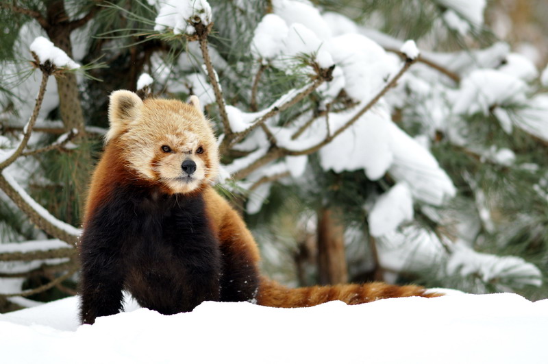 Red panda at Hannover zoo
