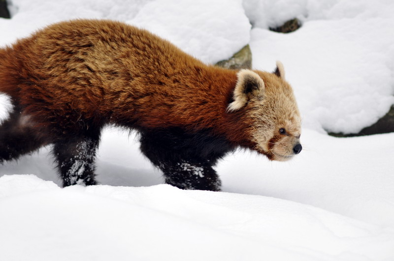 Red panda at Hannover zoo