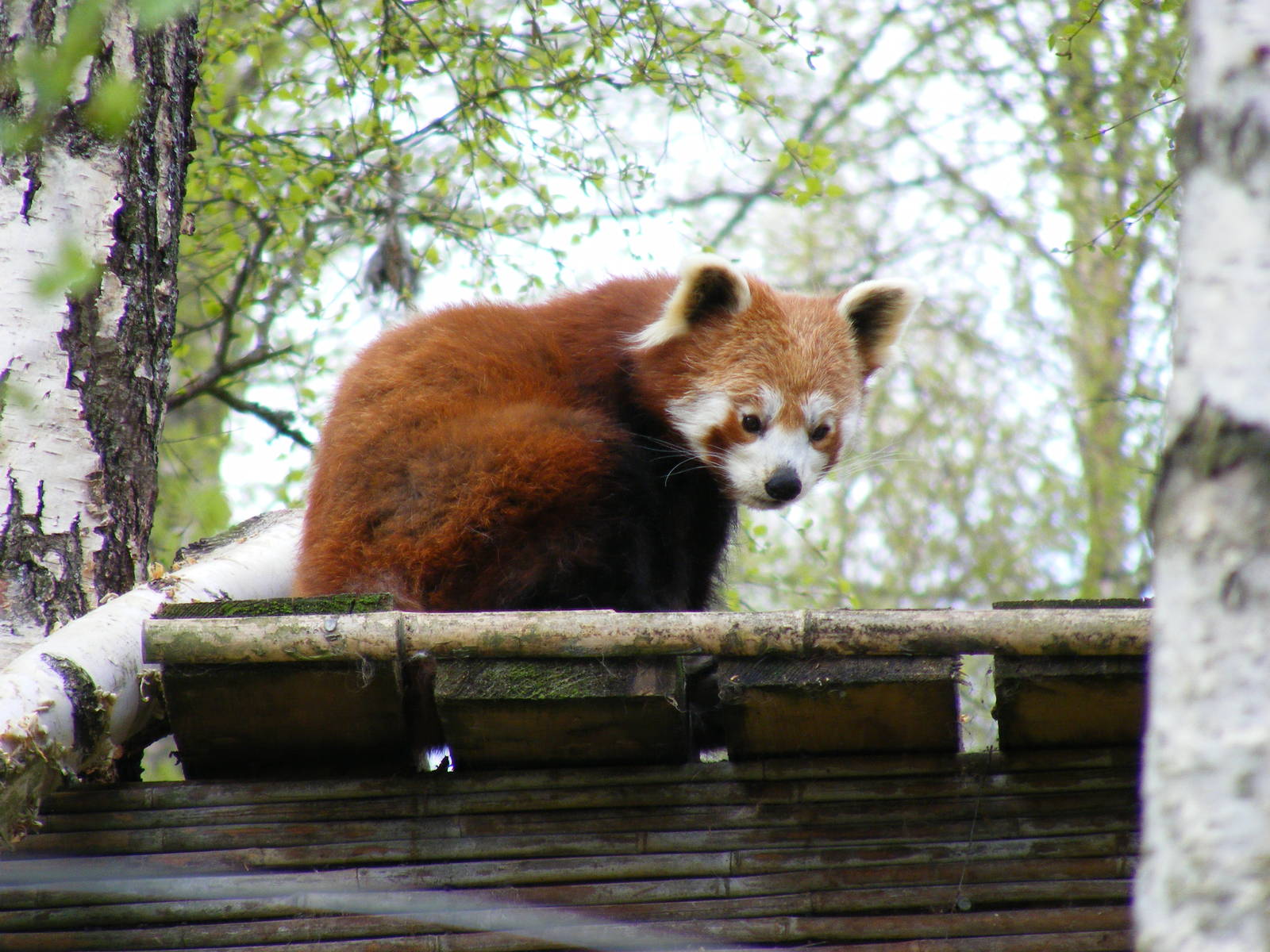 Red panda at Highland Wildlife Park, 17 May 2010