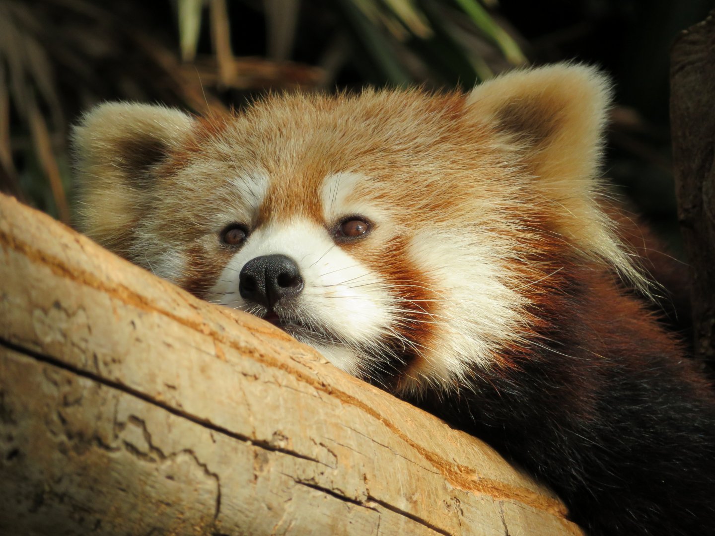 Red Panda at Kobe Animal Kingdom, 2019