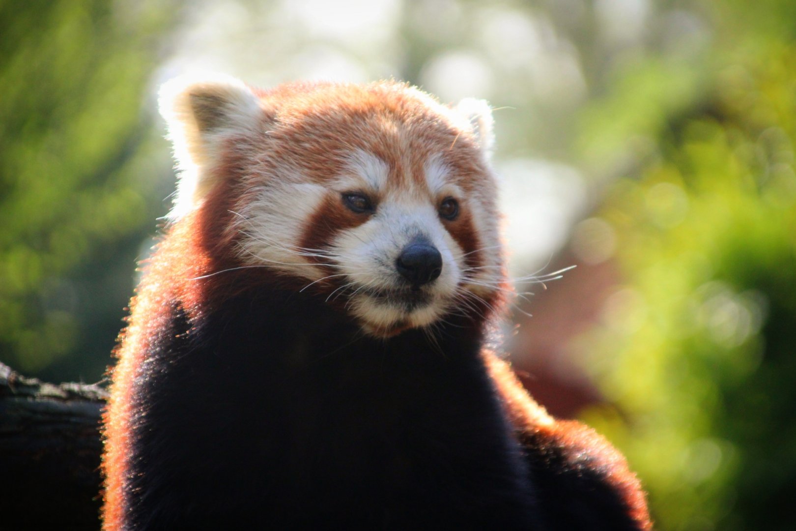 Red Panda at Longleat