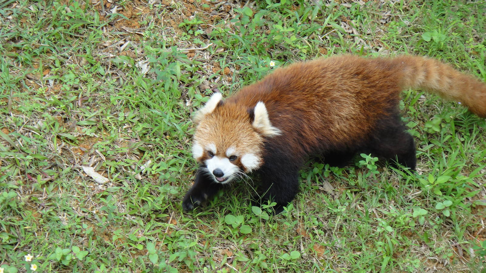 Red panda at Nanning zoo 2013-4-27