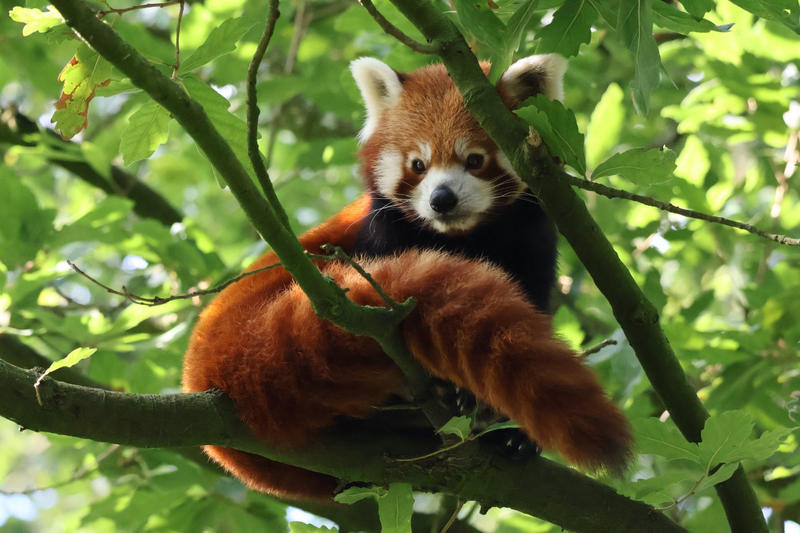 Red Panda at Rotterdam Zoo