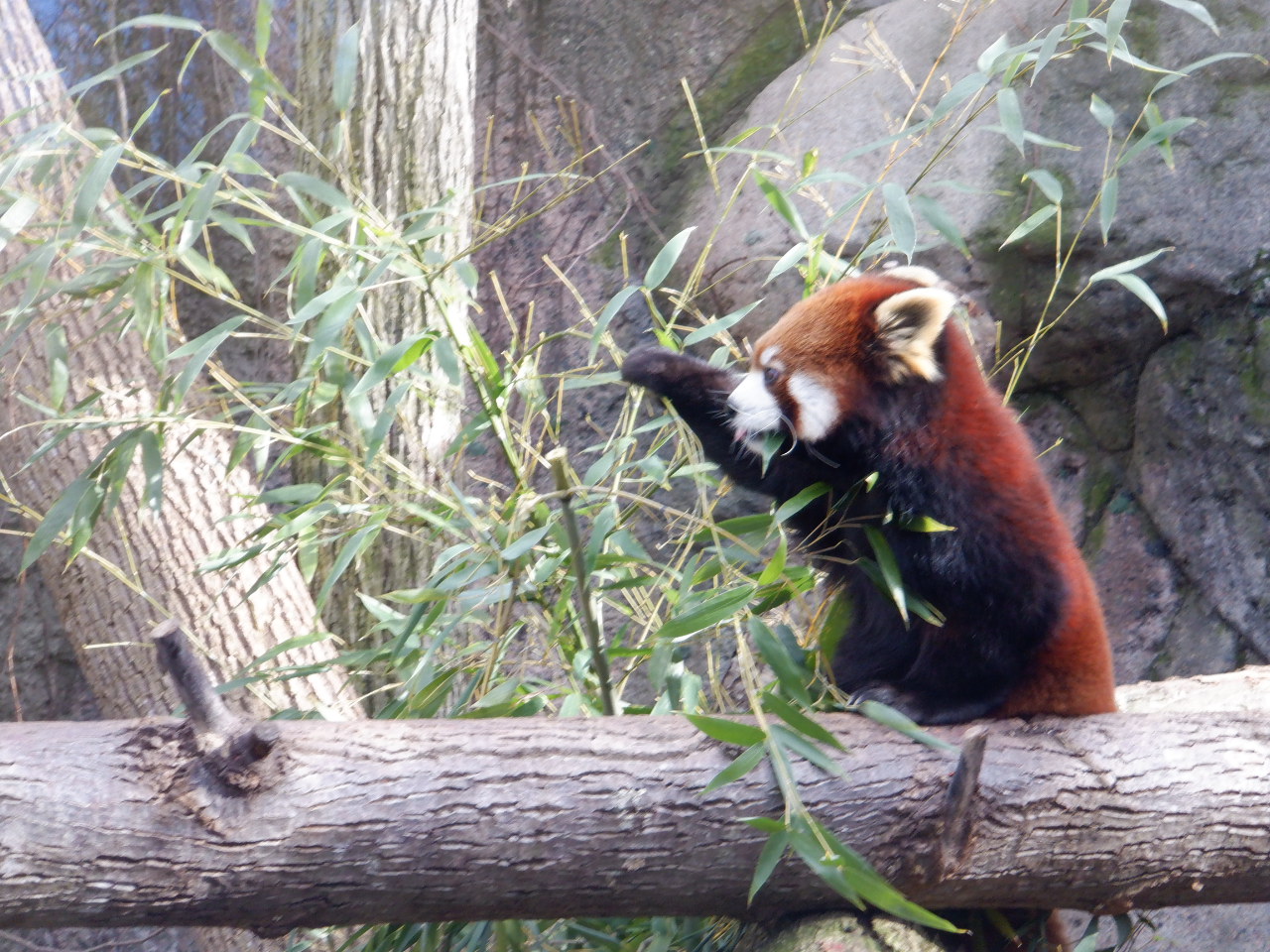 Red Panda at the Greensboro Science Center