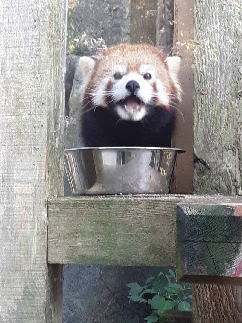 Red Panda at the Greensboro Science Center