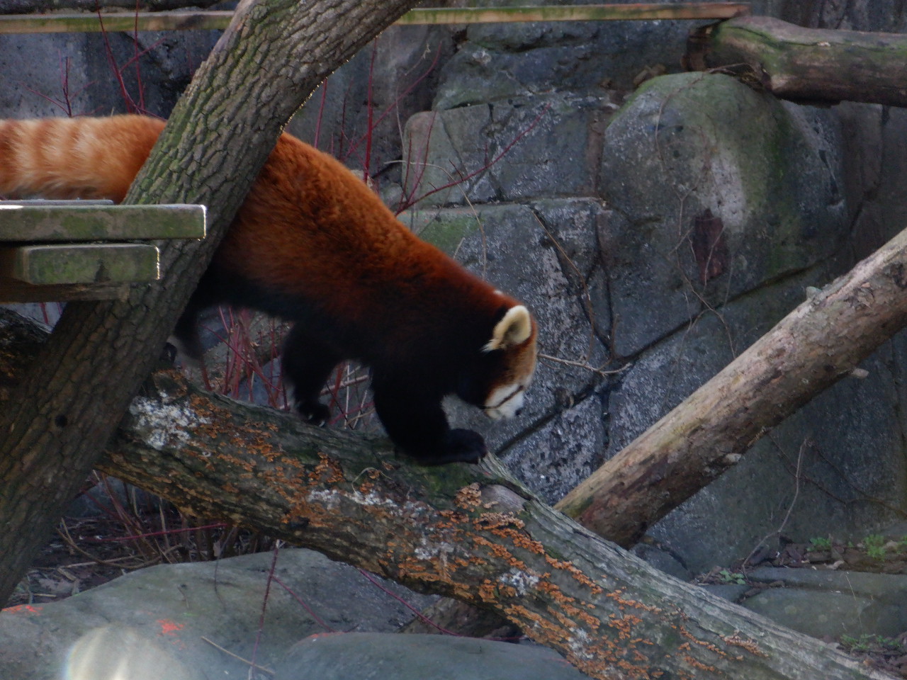 Red Panda at the Greensboro Science Center
