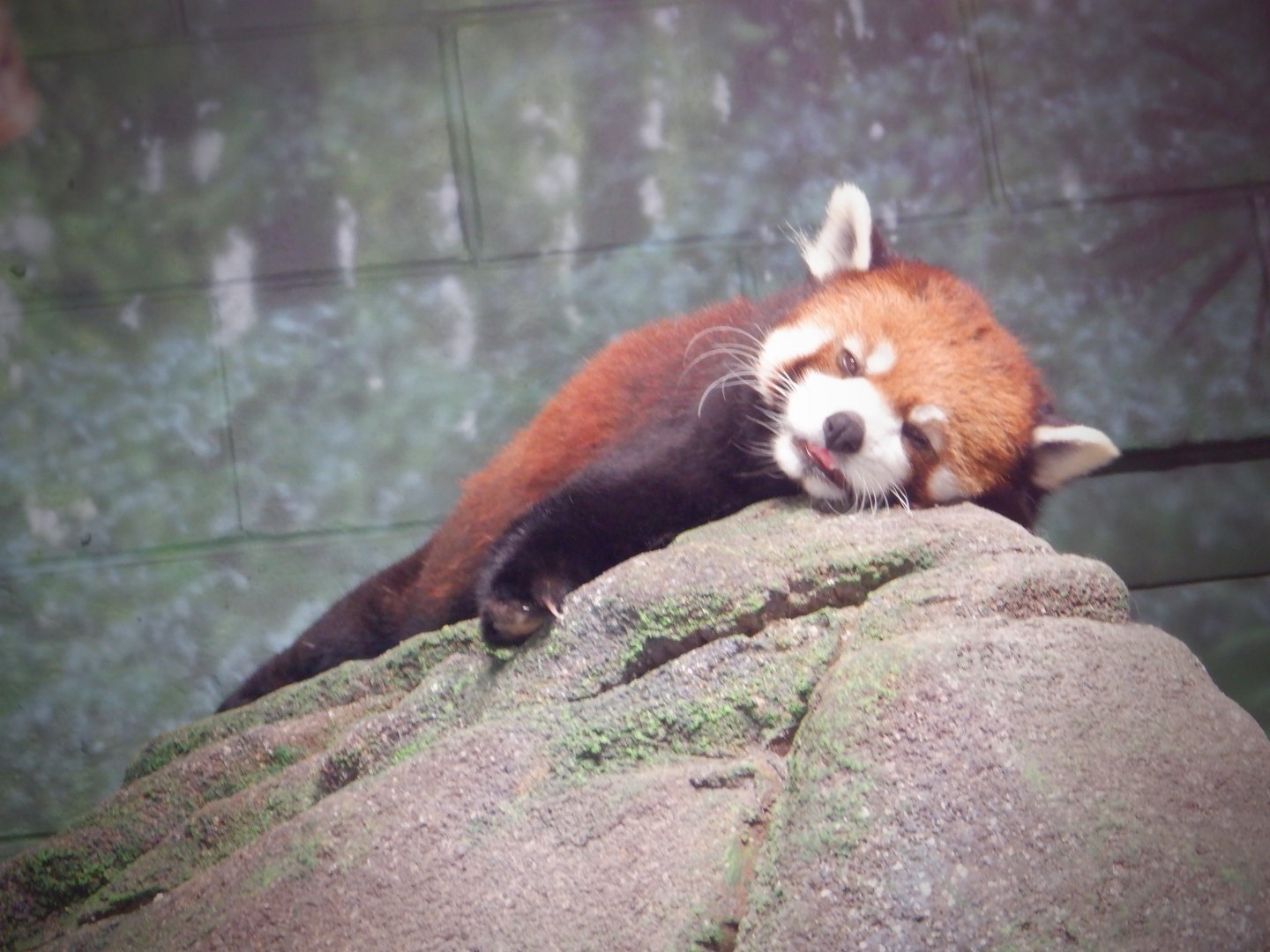Red Panda at the Greensboro Science Center